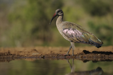 Hadeda Ibis (Bostrychia hagedash) . kwazulu Natal, South Africa 