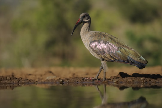 Hadeda Ibis (Bostrychia hagedash) . kwazulu Natal, South Africa 