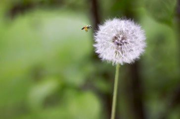 Biene und Pusteblume