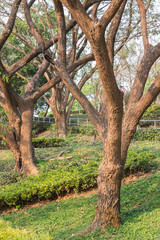 Albizia saman tree or rain tree