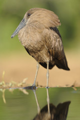 Hammerkop (Scopus umbretta) at a waterhole