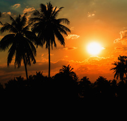Silhouetted of coconut tree sunset