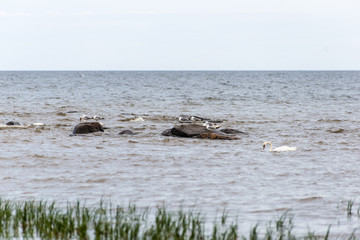 Obraz premium Birds on the rocks in the sea