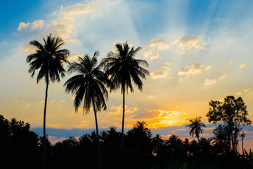 Silhouetted of coconut tree sunset