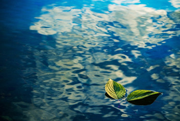 Two green leaves on the water