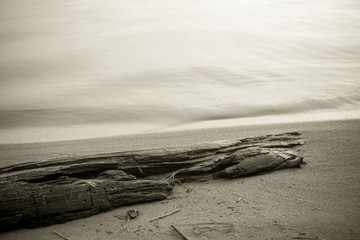 Rotten tree on the beach