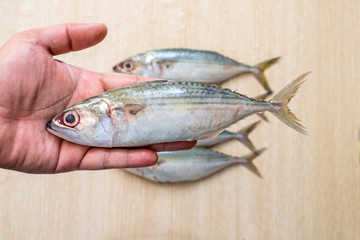 Fresh sea fish in human hand