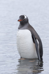 Gentoo Penguin at Paradise Harbour, Antarctica. 