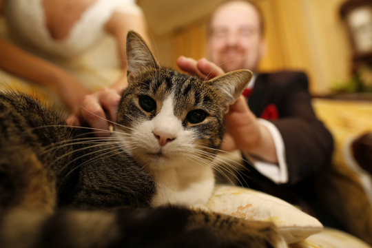 Nice weeding couple with a cat