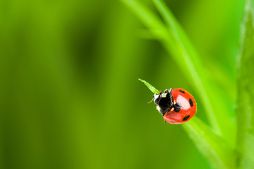 red ladybug on green grass