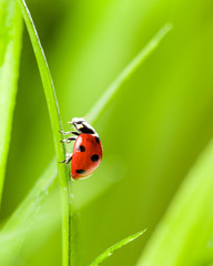 Ladybug running along on blade of  green grass