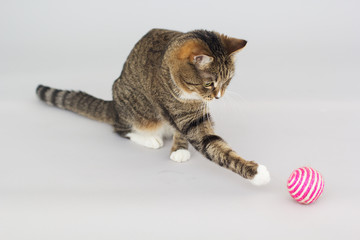 Tabby greeneyed cat playing with toy 
