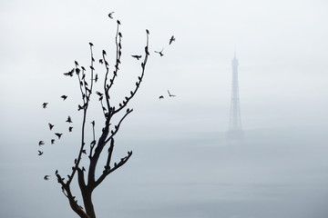 paris nature arbre oiseau tour Eiffel France liberté pollution brume écologie préserver air 