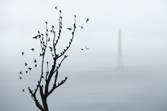 paris nature arbre oiseau tour Eiffel France liberté pollution brume écologie préserver air  - Powered by Adobe