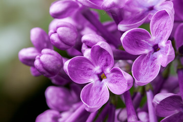 Fototapeta na wymiar Beautiful spring delicacy lilac flowers.