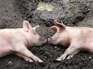 Schweinefreundschaft