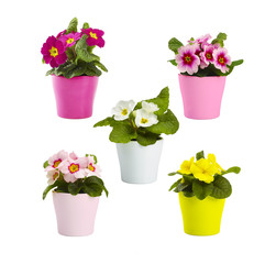 Primeln in bunten Töpfen