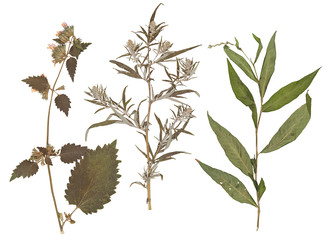 Set of wild dry pressed flowers and leaves, isolated