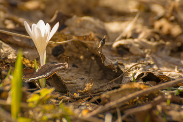Weißer Krokus in den Alpen am Lago Maggiore, Italien