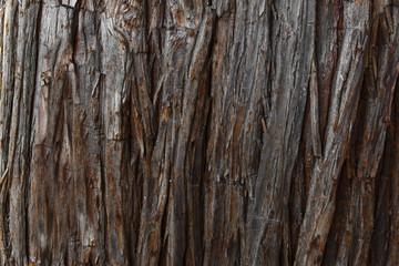 Background texture of tree bark. Skin the bark of a tree that traces cracking.
