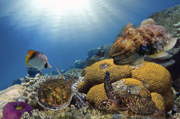Hawksbill Turtle - Eretmochelys imbricata floats under water
