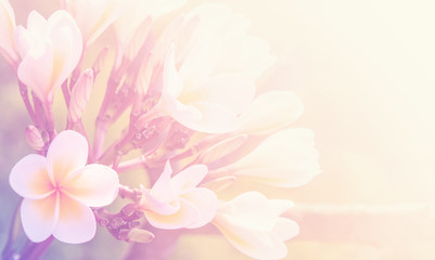 Beautiful plumeria flower as nature soft background