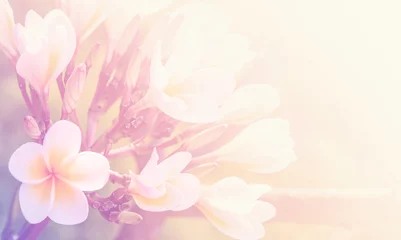 Selbstklebende Fototapete Frangipani Schöne Plumeriablume als weicher Hintergrund der Natur
