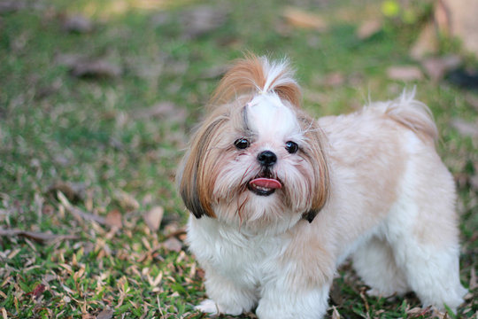 Cute Smile Shih tzu dog stand on grass