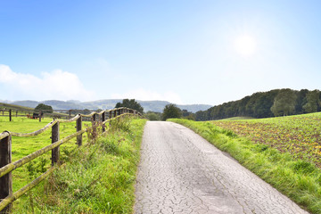 Idyllic country road in the sun, with copy space and forest. Single lane road through fields and pastures, nature background. Wooden fence along the street and cows lying on the pasture.