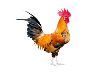 chicken bantam ,Rooster crowing isolated on white (Die cutting) - obrazy, fototapety, plakaty