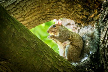 Squirrel with a chestnut