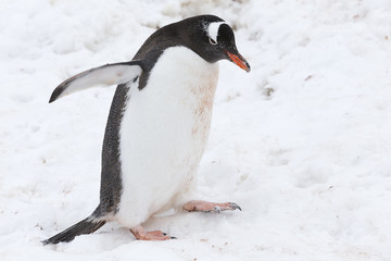 Gentoo Penguin at Paradise Harbour, Antarctica. 