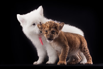 little lion cub and white puppy 