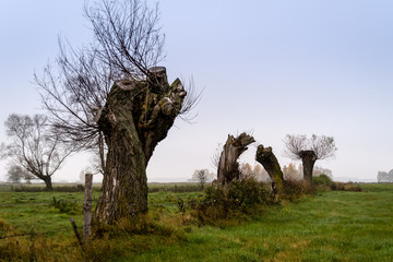Wierzby na miedzy © podlaski49