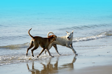 Thai dogs playing at the beach with blue sea and sky in Thailand