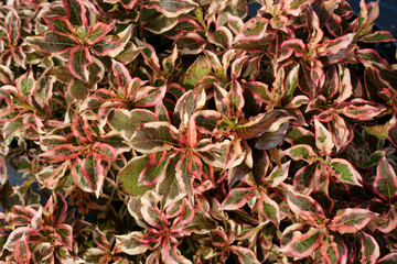 Weigela florida ( krzewuszka cudowna ) Monet 