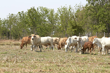 Obraz premium Herd of cows , thailand
