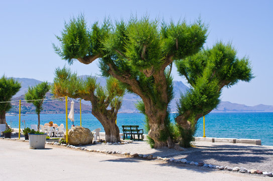 Old tree on the beach