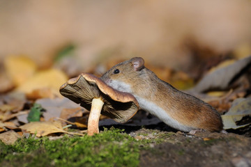 Striped Field Mouse climbs on mushroom