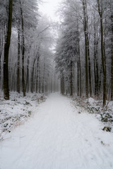 Winterwald im Harz bei Stolberg, Sachsen-Anhalt in Deutschland