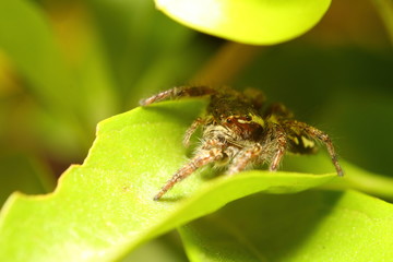 Small jump spider