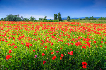 Fototapeta na wymiar Beautiful summer landscape with red poppy filed