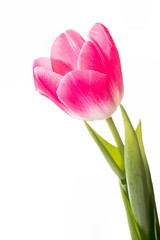 Red Tulip on White Background