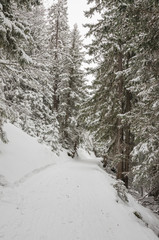 Grindelwald, Dorf, Bussalp, First, Wanderweg, Schlittelweg, Winterwanderung, Wintersport, Alpen, Schweizer Berge, Berner Oberland, Schweiz