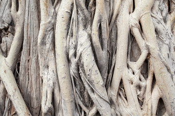 banyan root background