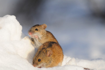 Two friendly mice in snow