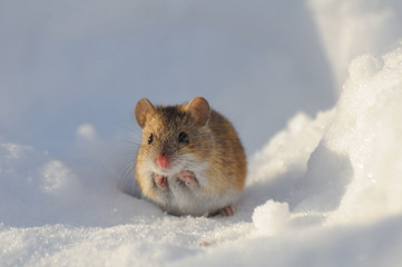 Frontal view of winter mouse in snow