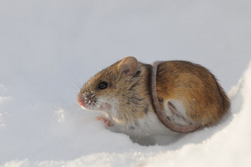 Fototapeta na wymiar Striped Field Mouse above snow hole belted with the tail