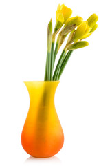 Bouquet from daffodil in a vase