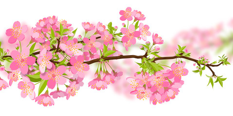 Fototapeta na wymiar Kirschblütenzweig Sakura - Kirschlbüte isoliert auf weißem Hintergrund. Kirschbaumblüten Illustration. Zweig, Ast, Rosa, Kirschbaum, Frühling - Schönheit und Vergänglichkeit.